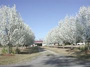 Callery Pears in flower