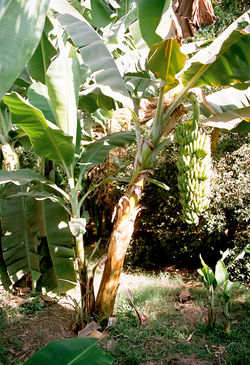 Banana plant