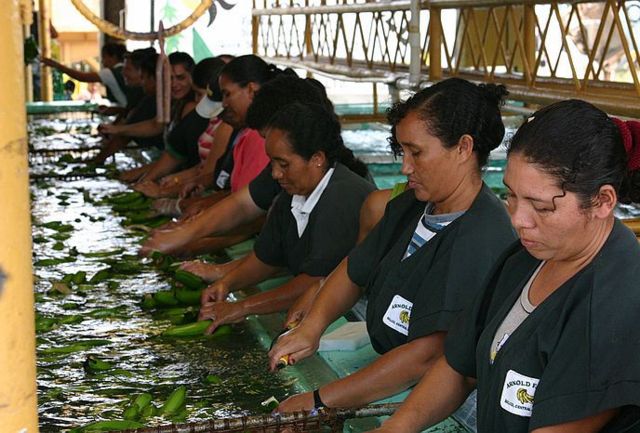 Image:Banana sorting.jpg