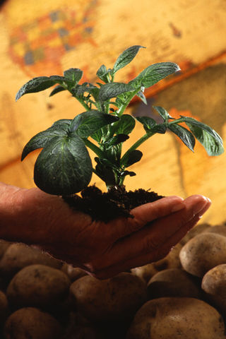 Image:Potato plant.jpg