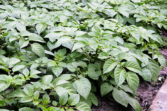 Image:Potato plants.jpg