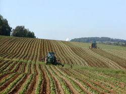 A potato field