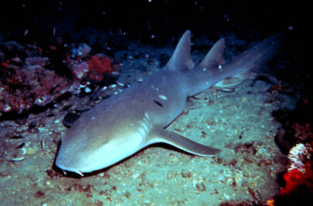 Image:Nurse shark.jpg