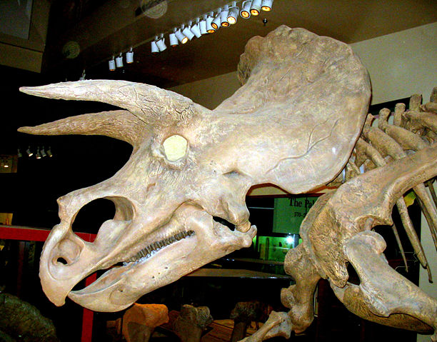Image:Triceratops 2.jpg