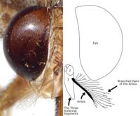 A photograph and diagram of the head of a tsetse illustrating the branched hairs of the antenna's arista.