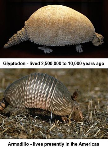 Image:Glyptodon-Armadillo.jpg