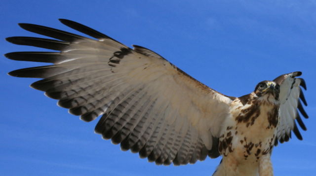 Image:Aquila spinogaster (African Hawk Eagle).jpg