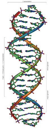 DNA double helix as envisioned by Watson and Crick.
