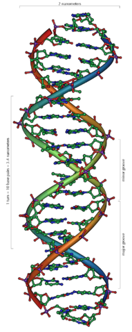 Image:DNA Overview.png