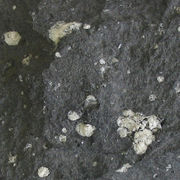 A sample of andesite (dark groundmass) with amygdaloidal vesicules filled with zeolite. Diameter of view is 8 cm.