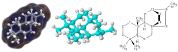 3D (left and center) and 2D (right) representations of the terpenoid molecule atisane.