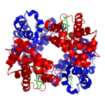 A schematic of hemoglobin. The red and blue ribbons represent the protein globin; the green structures are the heme groups.