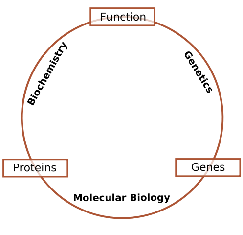 Image:Schematic relationship between biochemistry, genetics and molecular biology.svg