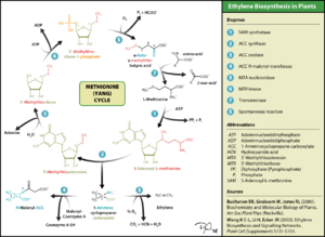 Plant biosynthesis of ethylene