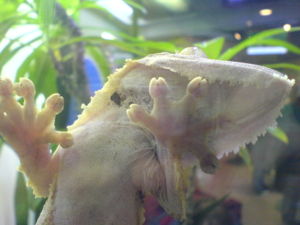 Gecko climbing glass using its natural setæ