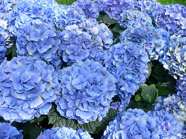 Image:Hydrangea macrophylla - Hortensia hydrangea.jpg