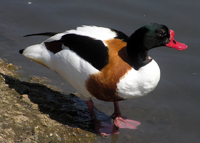 Image:Common.shelduck.2.arp.750pix.jpg