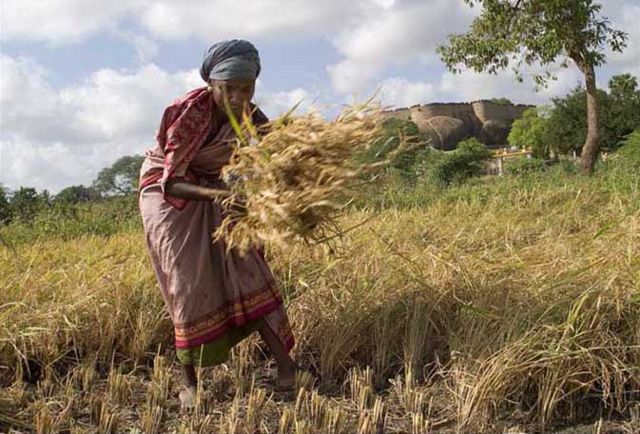 Image:Manual harvest in Tirumayam.jpg