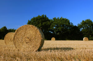 Hay bales after the mechanical harvesting of a field in Schleswig-Holstein, Germany.