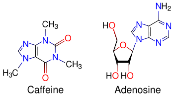 Caffeine's principal mode of action is as an antagonist of adenosine receptors in the brain. They are presented here side by side for comparison.