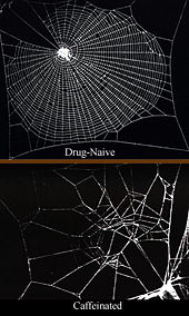 Caffeine has a significant effect on spiders, which is reflected in their web construction