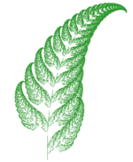 Fractal fern created using chaos game, through an Iterated function system (IFS).