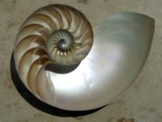 The logarithmic spiral of the Nautilus shell is a classical image used to depict the growth and change related to calculus
