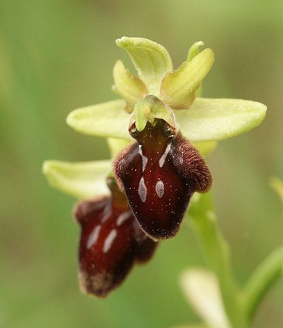 Image:Ophrys sphegodes flower.jpg