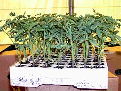 Expanded polysterene tray with tomato seedlings
