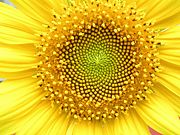 Sunflower head displaying florets in spirals of 34 and 55 around the outside