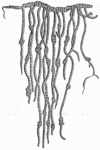 Representation of an Inca quipu