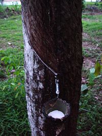 Latex being collected from a tapped rubber tree