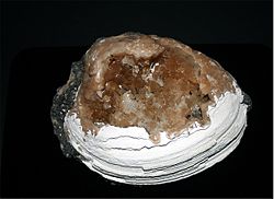 Fossil shell with calcite crystals