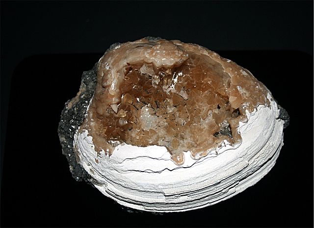 Image:A fossil shell with calcite.jpg