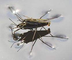 Water striders using water surface tension when mating.
