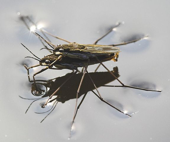 Image:Wasserläufer bei der Paarung crop.jpg