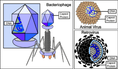 Virus structure