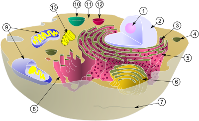 Diagram of a typical animal (eukaryotic) cell, showing subcellular components.    Organelles:  (1) nucleolus   (2) nucleus   (3) ribosome   (4) vesicle   (5) rough endoplasmic reticulum (ER)   (6) Golgi apparatus   (7) Cytoskeleton   (8) smooth endoplasmic reticulum   (9) mitochondria   (10) vacuole   (11) cytoplasm  (12) lysosome   (13) centrioles within centrosome