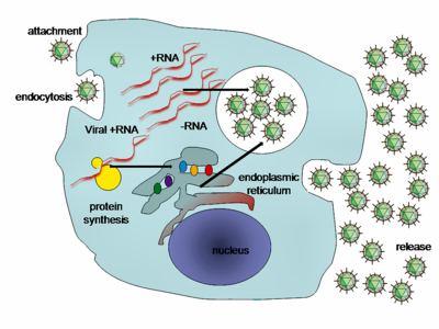 Life-cycle of a typical virus, following infection of a cell by a single virus, thousands of offspring are released