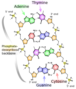 The structure of DNA showing the position of the nucleosides and the phosphorus atoms that form the 'backbone' of the molecule