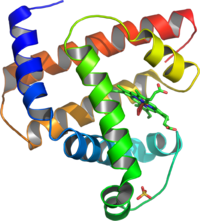 A representation of the 3D structure of myoglobin showing coloured alpha helices. This protein was the first to have its structure solved by X-ray crystallography.