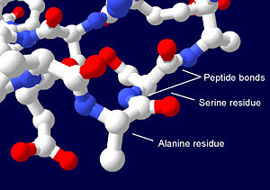 Section of a protein structure showing serine and alanine residues linked together by peptide bonds. Carbons are shown in white and hydrogens are omitted for clarity.