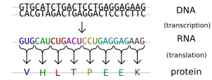 The DNA sequence of a gene encodes the amino acid sequence of a protein.
