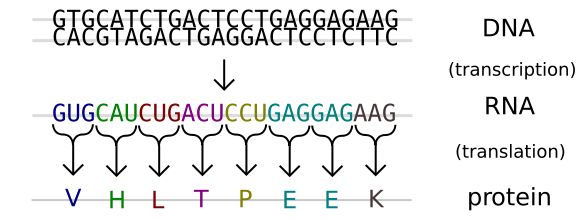 Image:Genetic code.svg