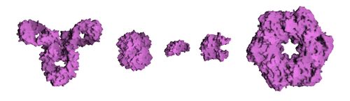 Molecular surface of several proteins showing their comparative sizes. From left to right are: Antibody (IgG), Hemoglobin, Insulin (a hormone), Adenylate kinase (an enzyme), and Glutamine synthetase (an enzyme).