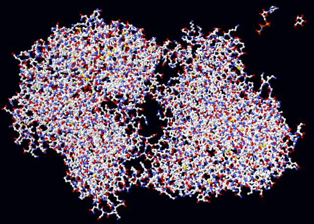 Image:Hexokinase ball and stick model, with substrates to scale copy.png