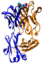 A mouse antibody against cholera that binds a carbohydrate antigen.