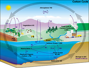 Diagram of the carbon cycle. The black numbers indicate how much carbon is stored in various reservoirs, in billions of tons ("GtC" stands for gigatons of carbon; figures are circa 2004). The purple numbers indicate how much carbon moves between reservoirs each year. The sediments, as defined in this diagram, do not include the ~70 million GtC of carbonate rock and kerogen.
