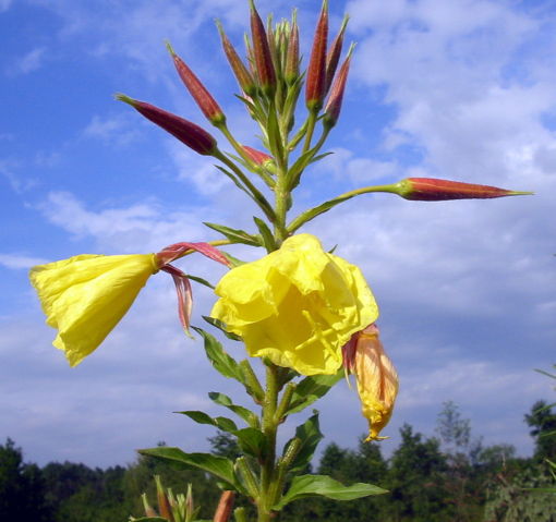 Image:Floare galbena bgiu.jpg