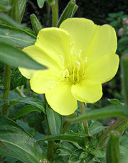 An evening primrose cultivated in England